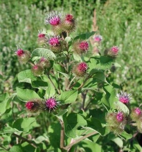 Burdock oil